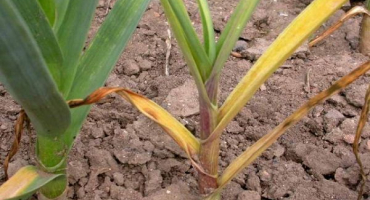 Správné načasování, kdy je lepší odstranit zimní česnek ze zahrady na uskladnění